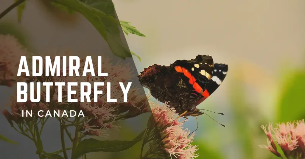 Admiral Butterfly in Canada