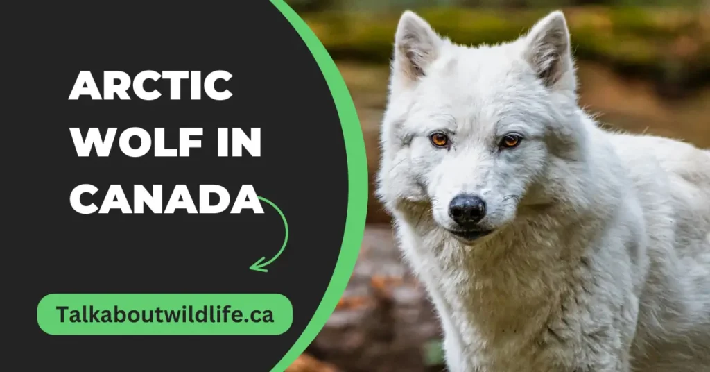 Arctic Wolf in Canada