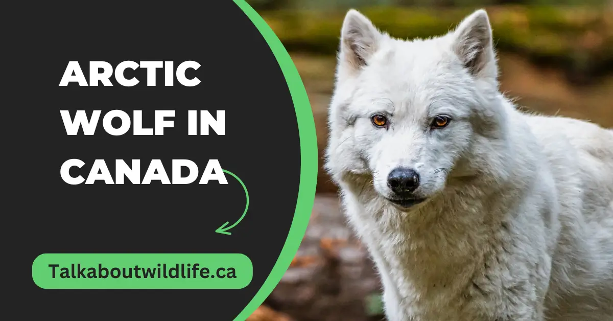 Arctic Wolf in Canada: Features And SightSeeing - Talk About Wildlife