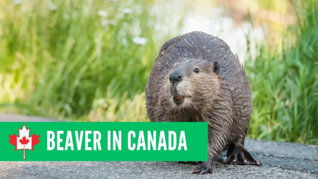 Beaver in Canada
