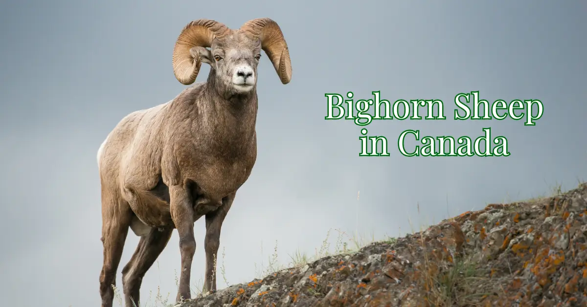 Bighorn Sheep in Canada