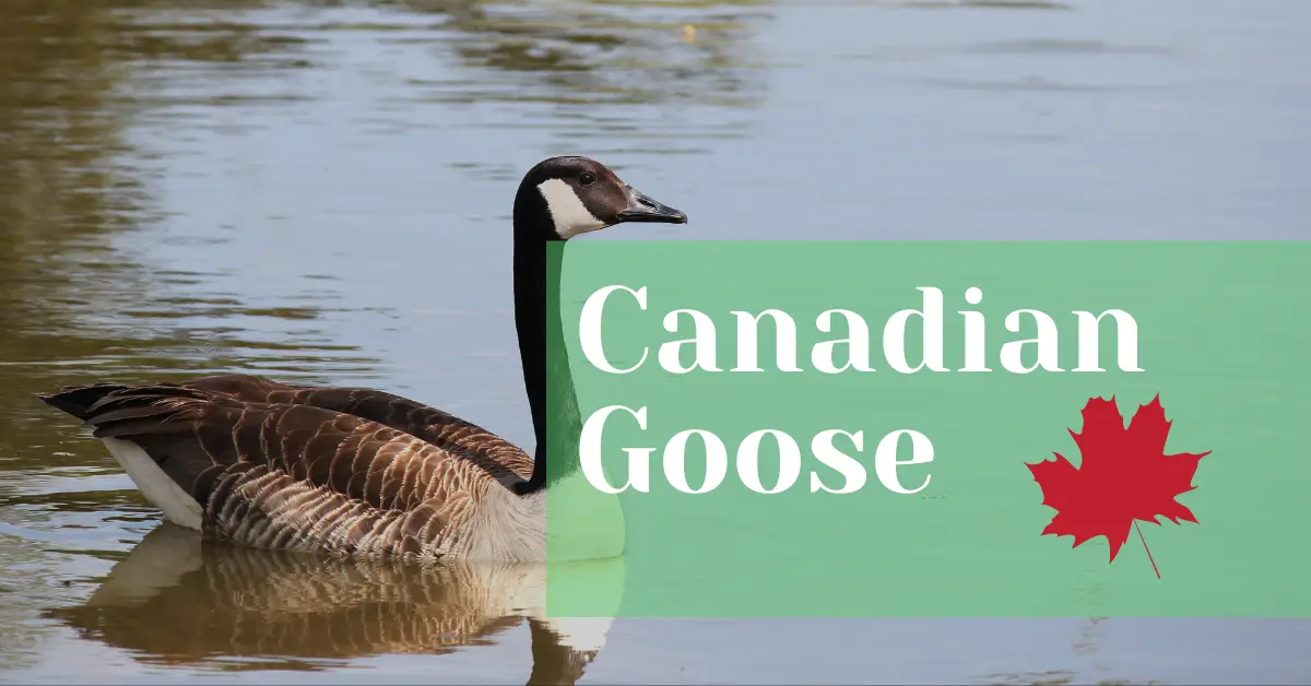 Canadian Goose