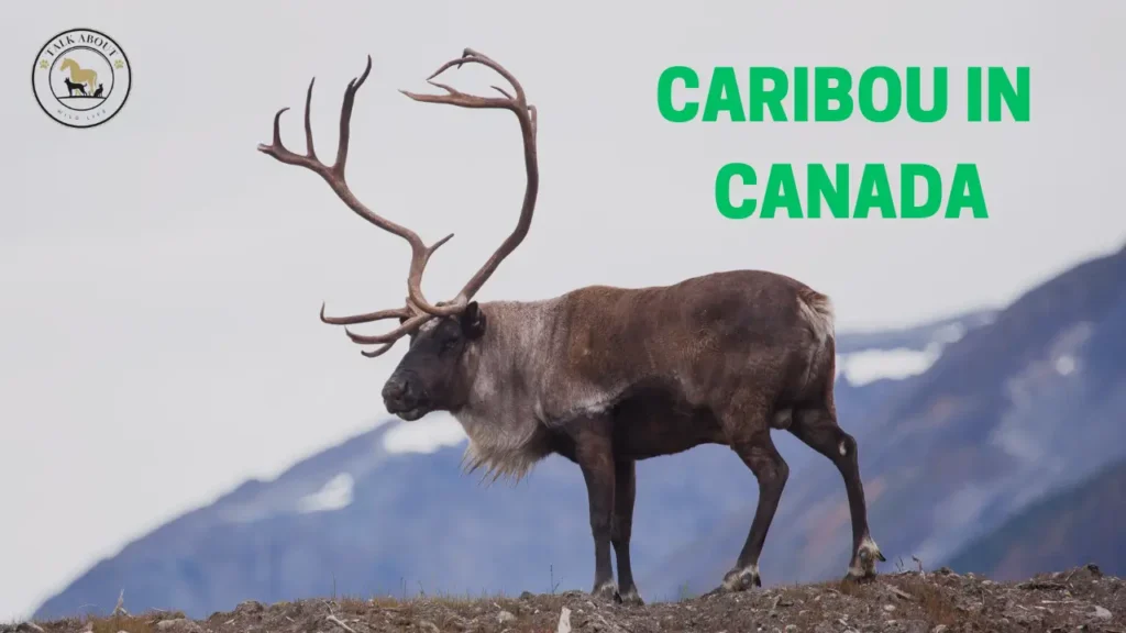 Caribou in Canada