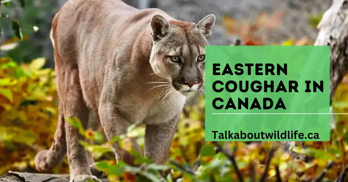 Eastern Coughar in Canada