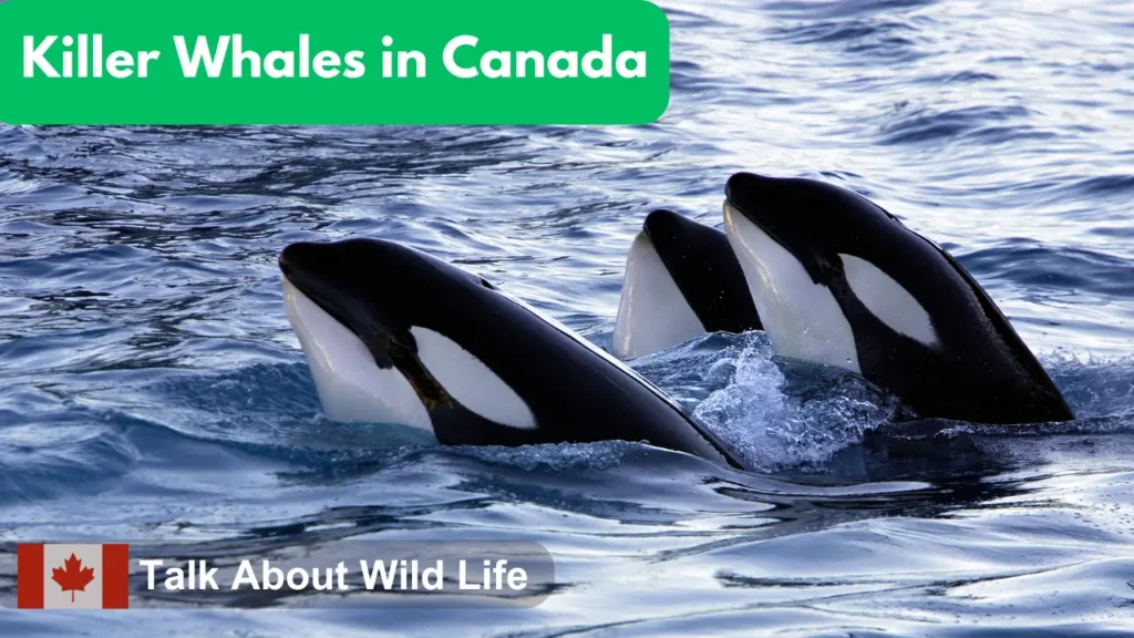 Killer Whales in Canada