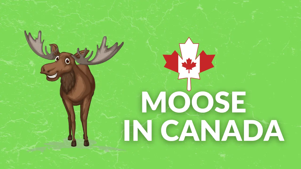 Moose In Canada