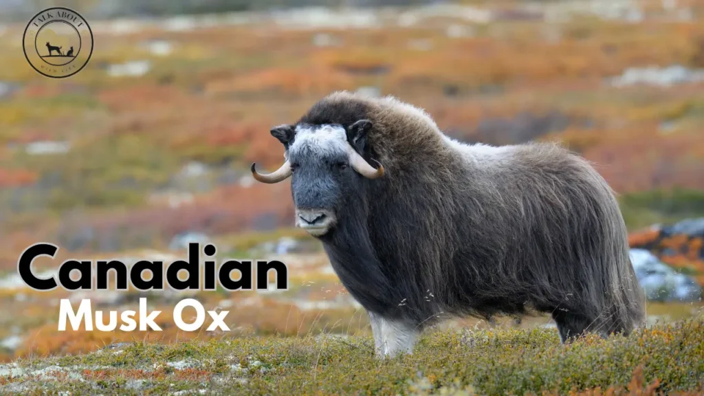 Musk Ox in Canada