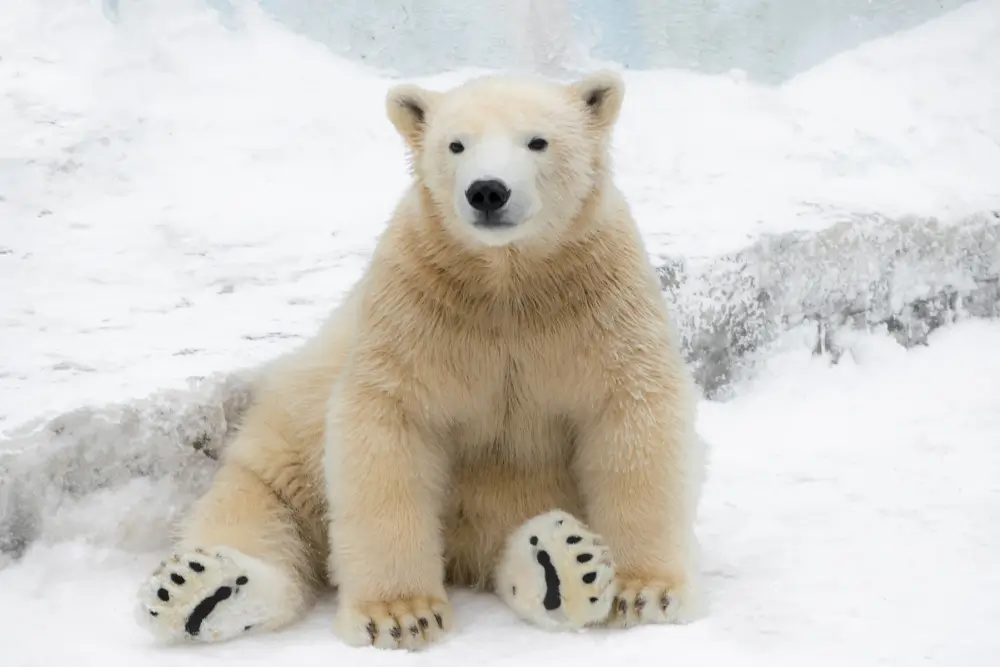 Polar Bear in Canada: Features, Facts & Where to See