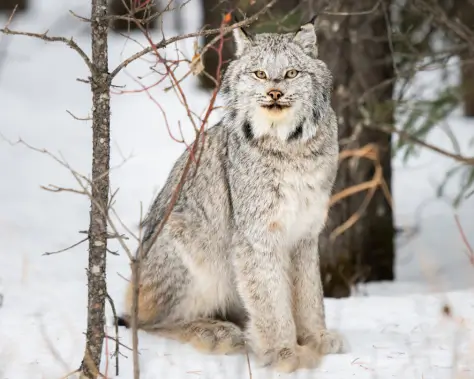 canadian lynx Watching Tour