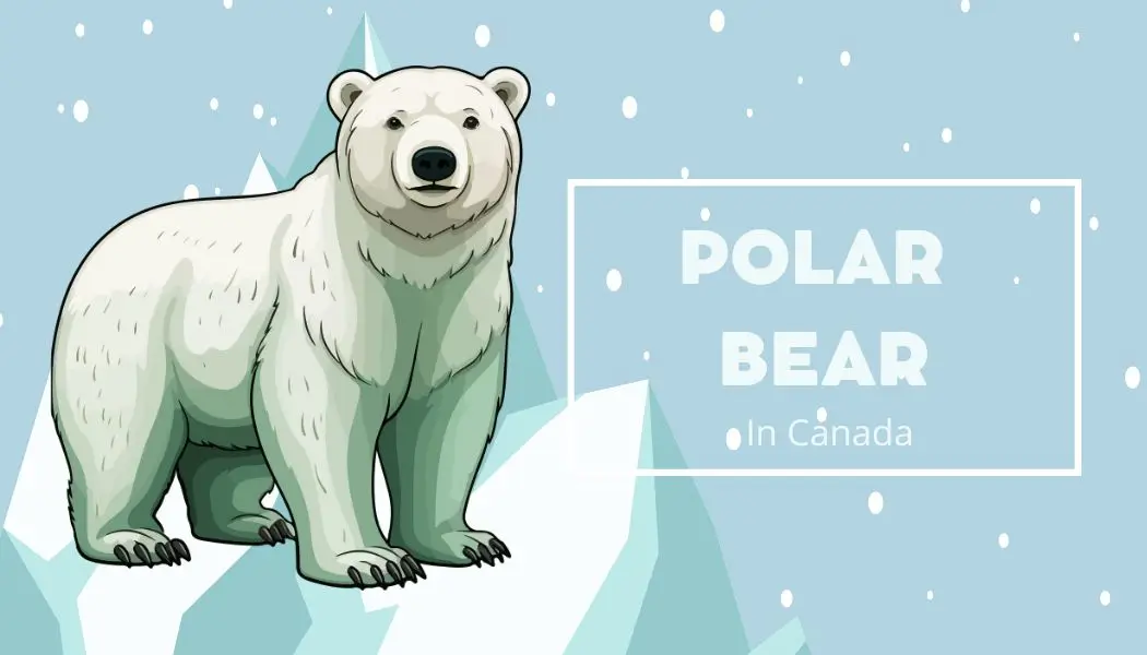 polar bear in canada