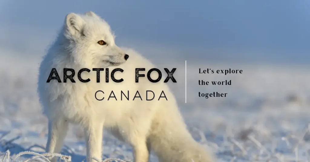 Arctic fox in Canada