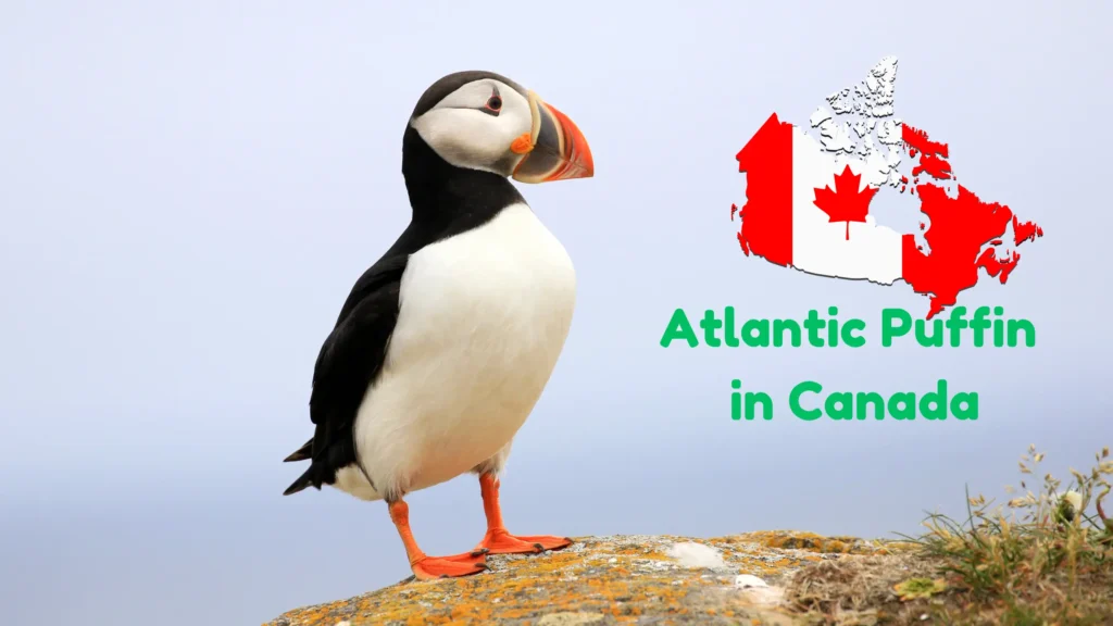 Atlantic Puffin in Canada