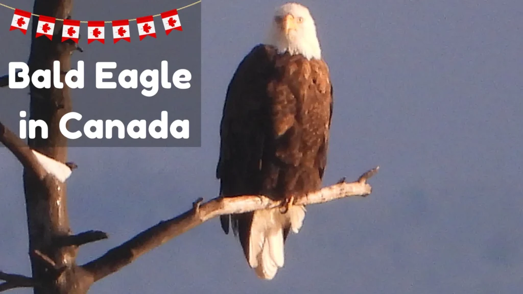 Bald Eagle in Canada