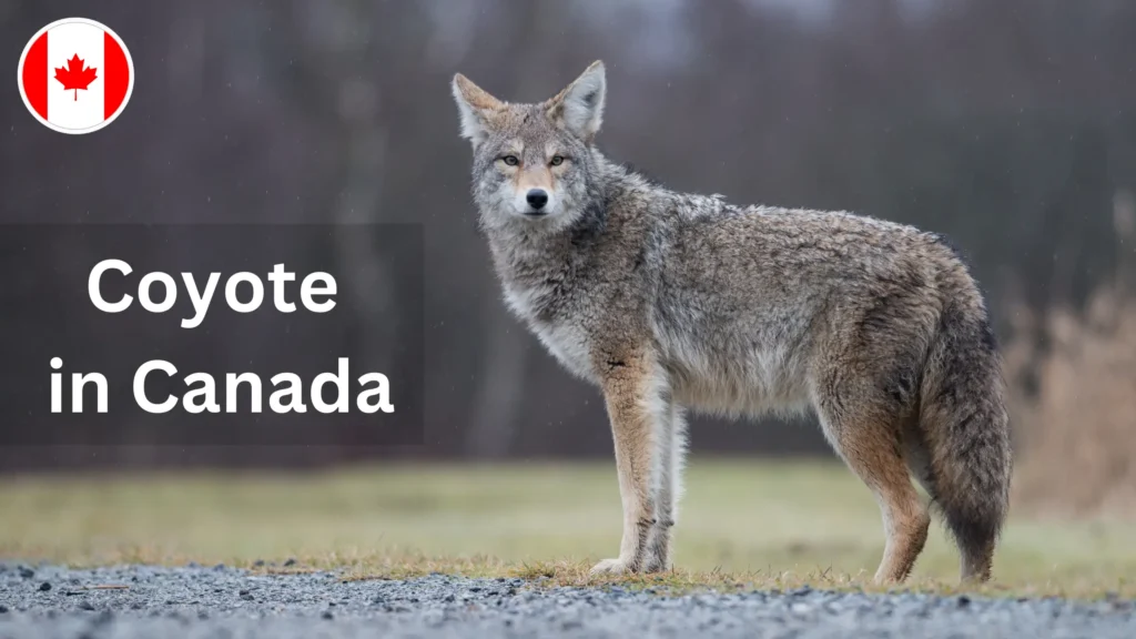 Coyote in Canada