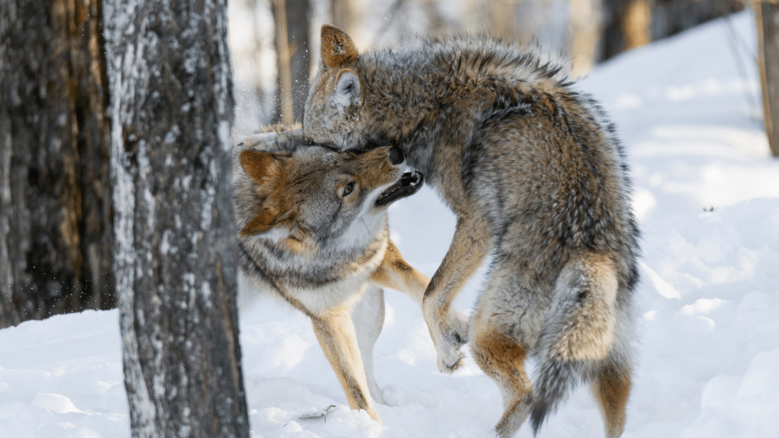 Coyote in Canada: Features & Sightseeing