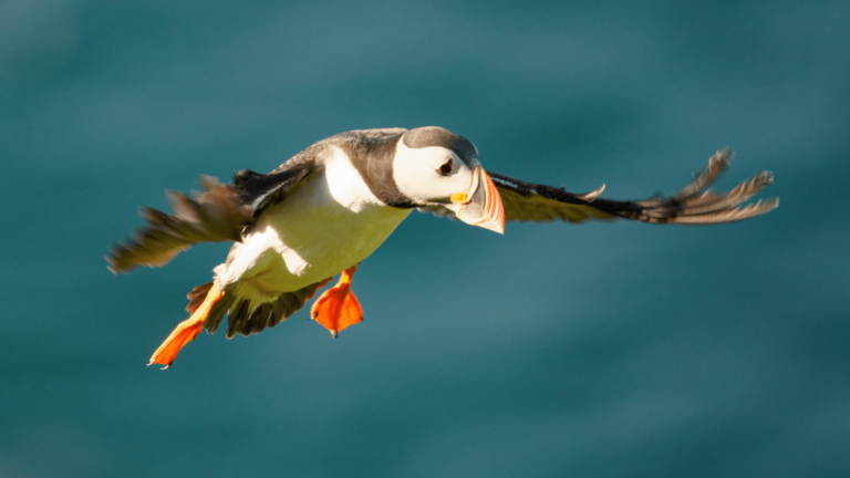 the Puffin