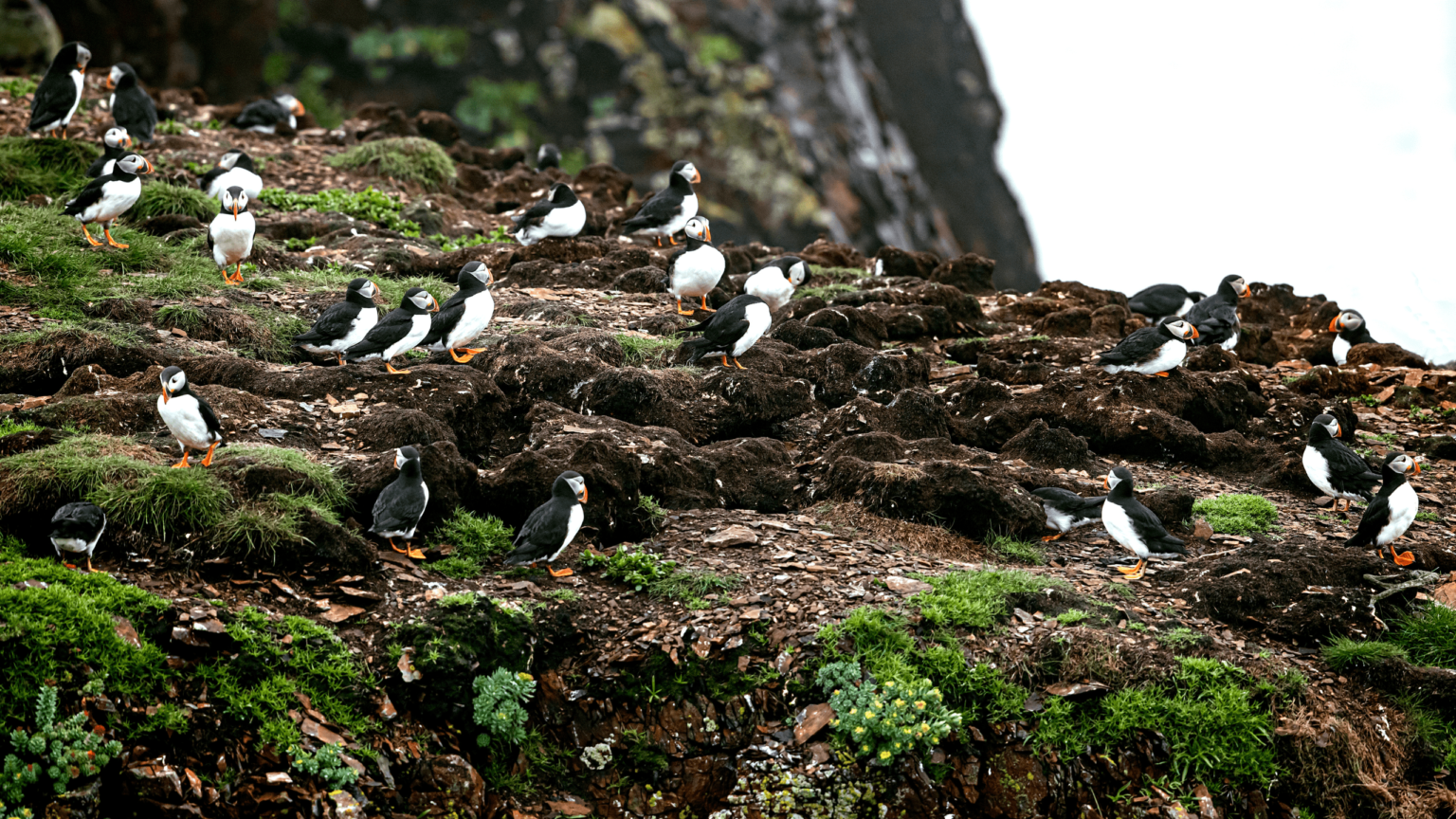 the Puffin main image 1