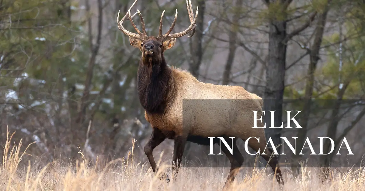 Elk in Canada: Facts, Behavior & Species - Talk About Wildlife