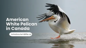 American White Pelican in Canada