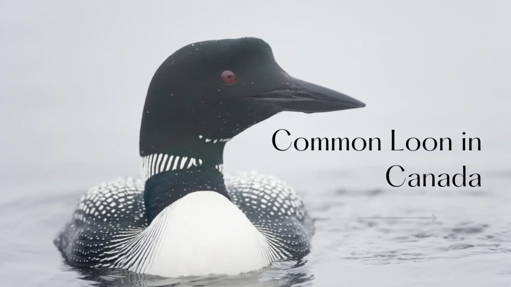 Common Loon in Canada