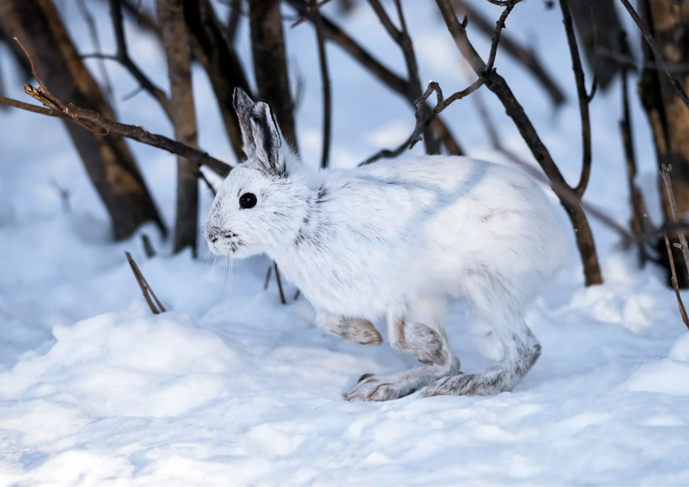 How Big Are Snowshoe Hares Size Facts Growth Chart How Big Are Snowshoe Hares Size Facts Growth Chart