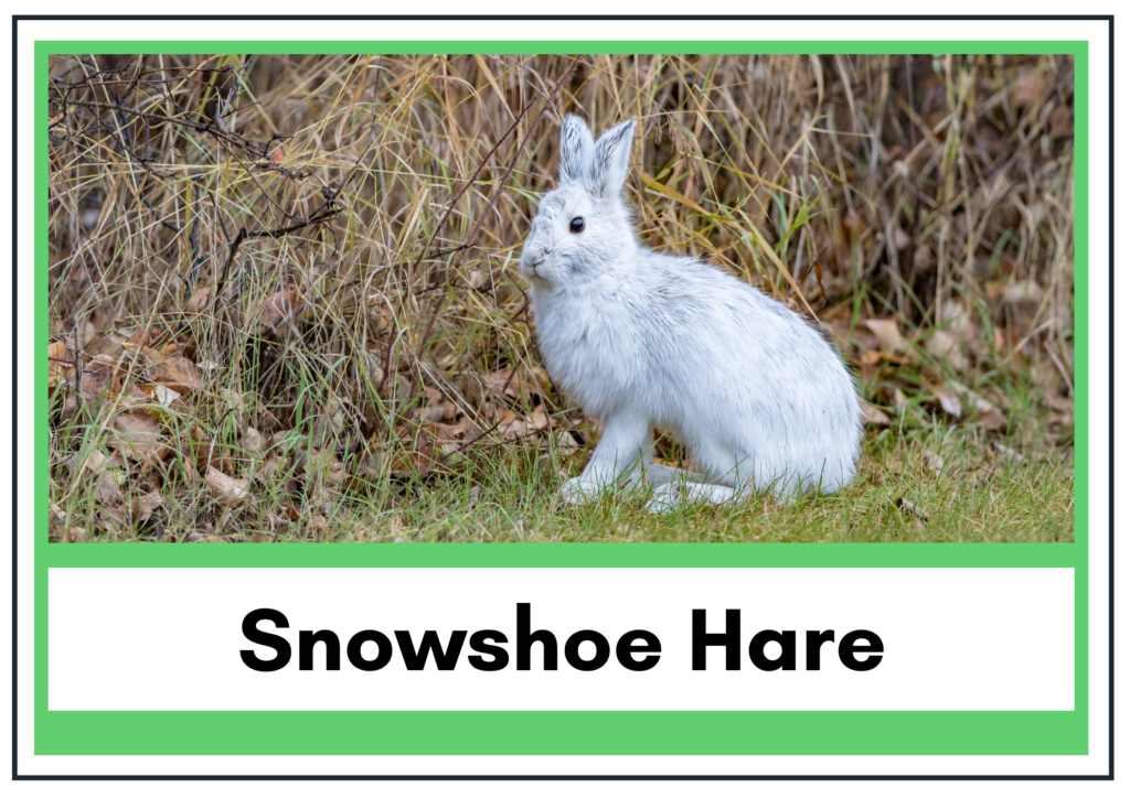 Snowshoe Hare in Canada