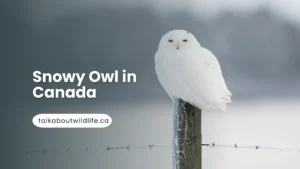 Snowy Owl in Canada