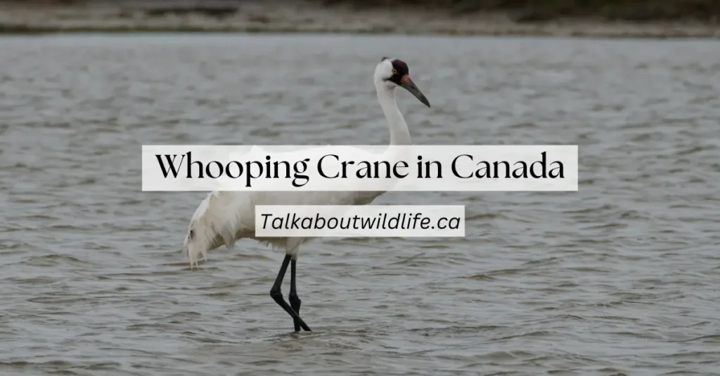 Whooping Crane in Canada