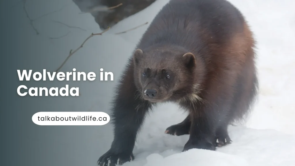 Wolverine in Canada