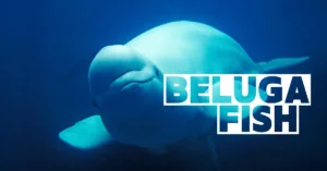 Beluga Whale in Canada