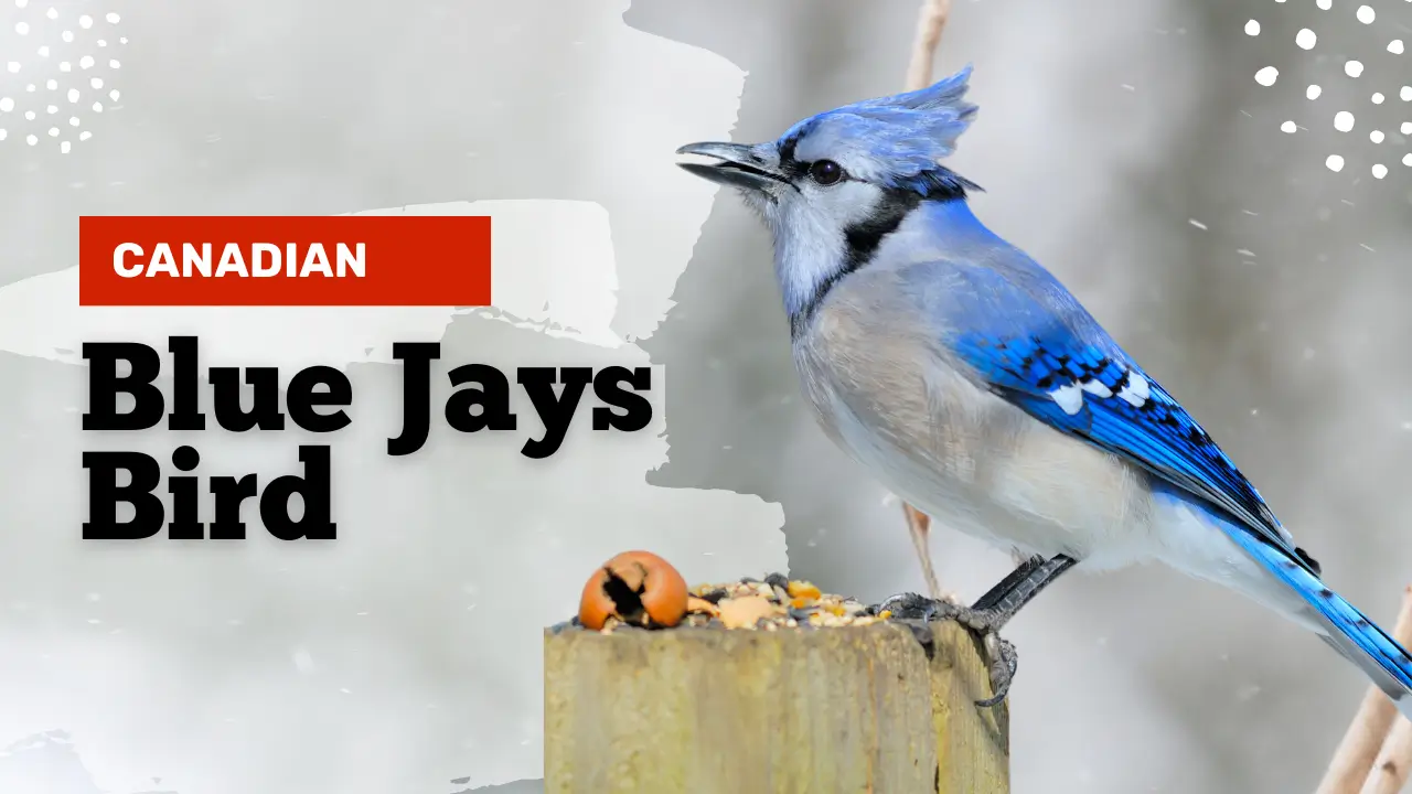 Blue Jays Bird in Canada