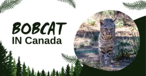 Bobcat in canada