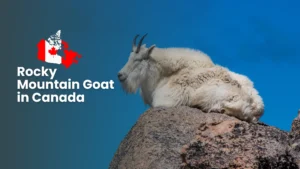 Rocky Mountain Goat in Canada