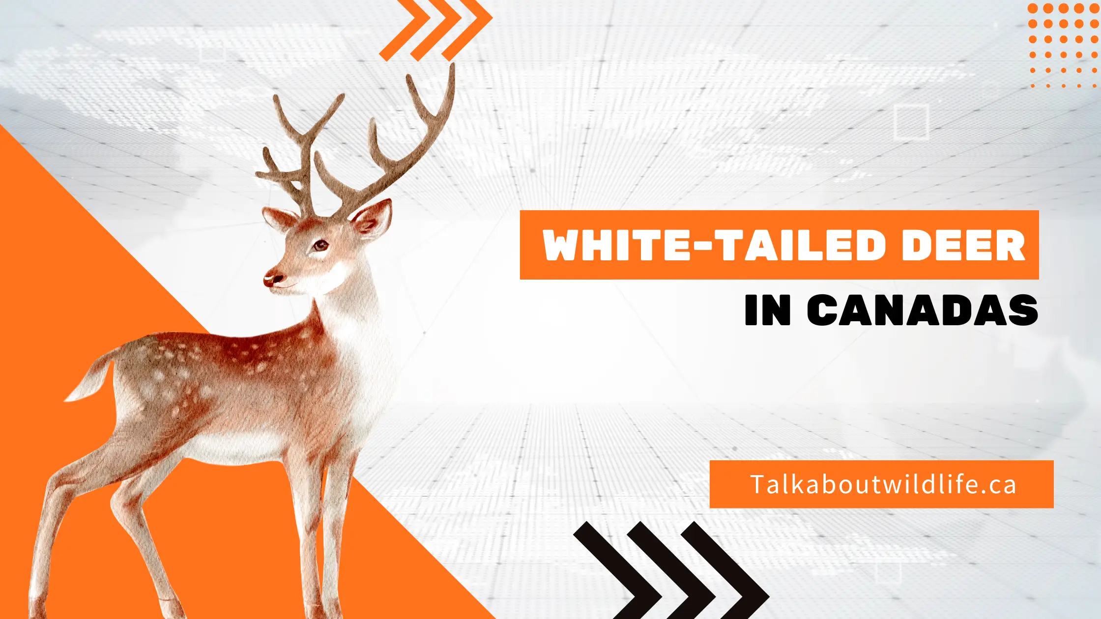 White tailed Deer In Canada Features Speices Best Time To See White tailed Deer In Canada Features Speices Best Time To See