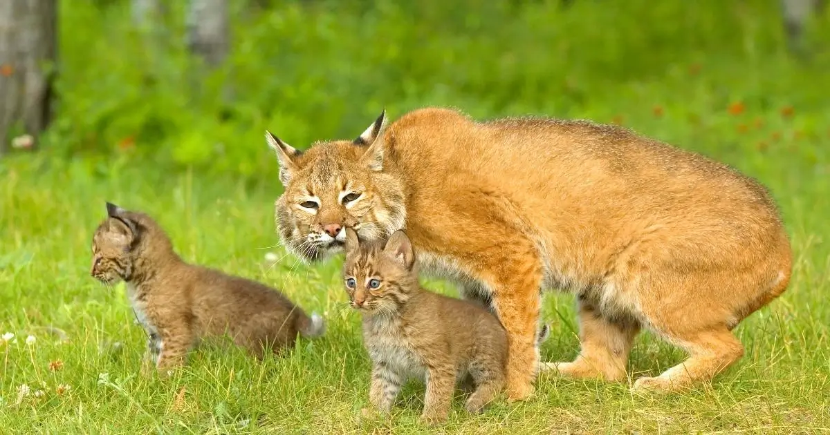Bobcat In Canada Features Species Best Time To See